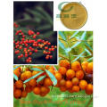 Flagship Products Natural Sea Buckthorn/Hippophae Rhamnoides Extract Powder Seabuckthorn Flavone